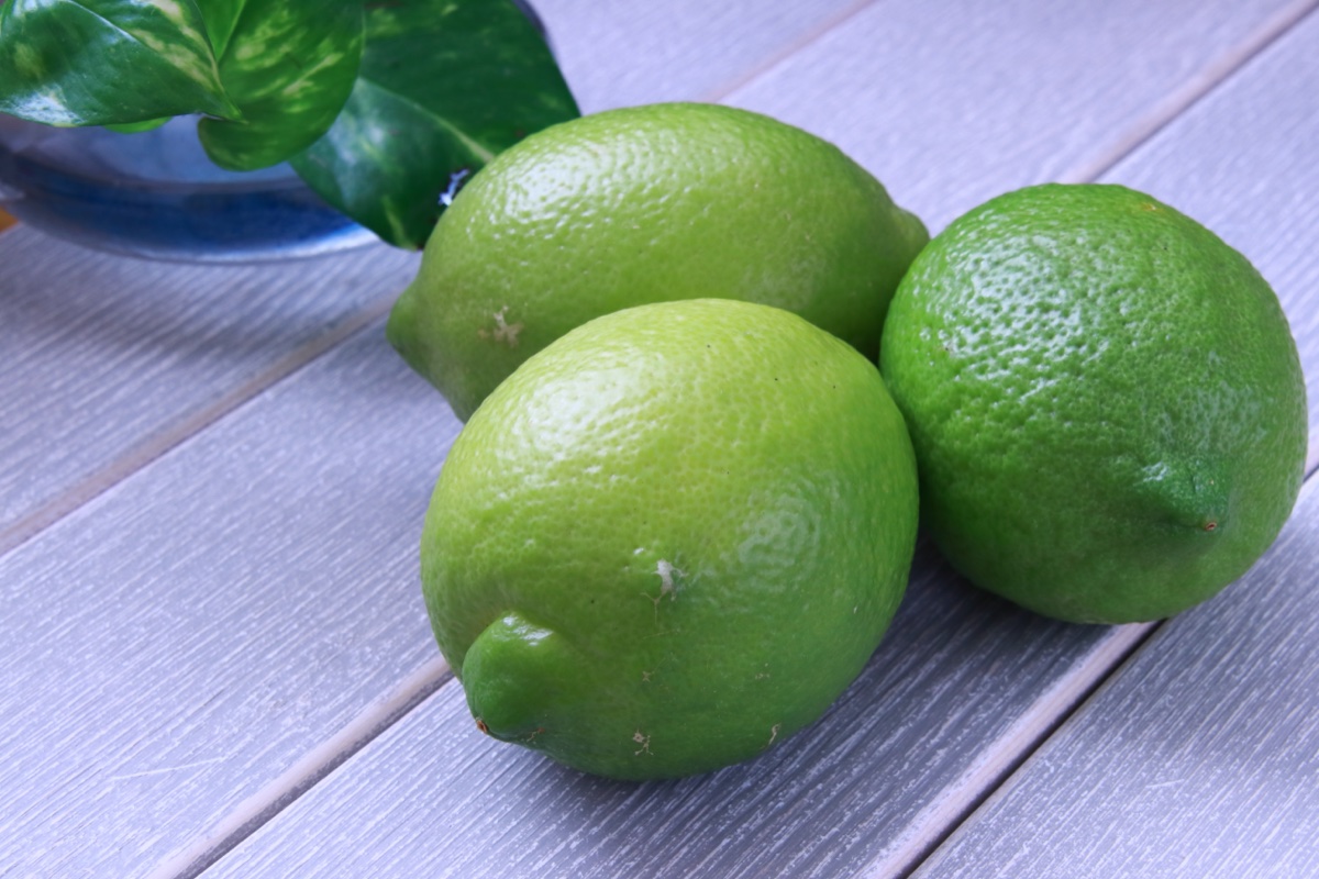 日南の新鮮なグリーンレモン - 手のひらに収まる美しい緑色の果実