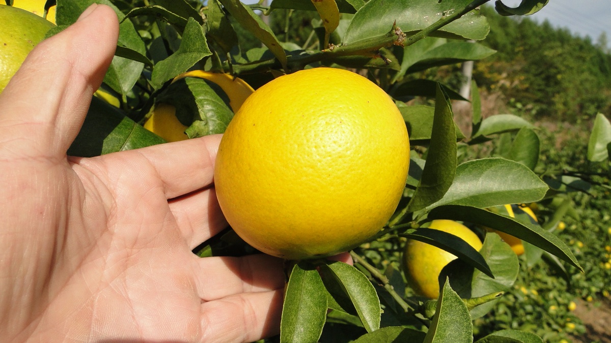 日南の完熟イエローレモン - 黄金色に輝く美しい果実