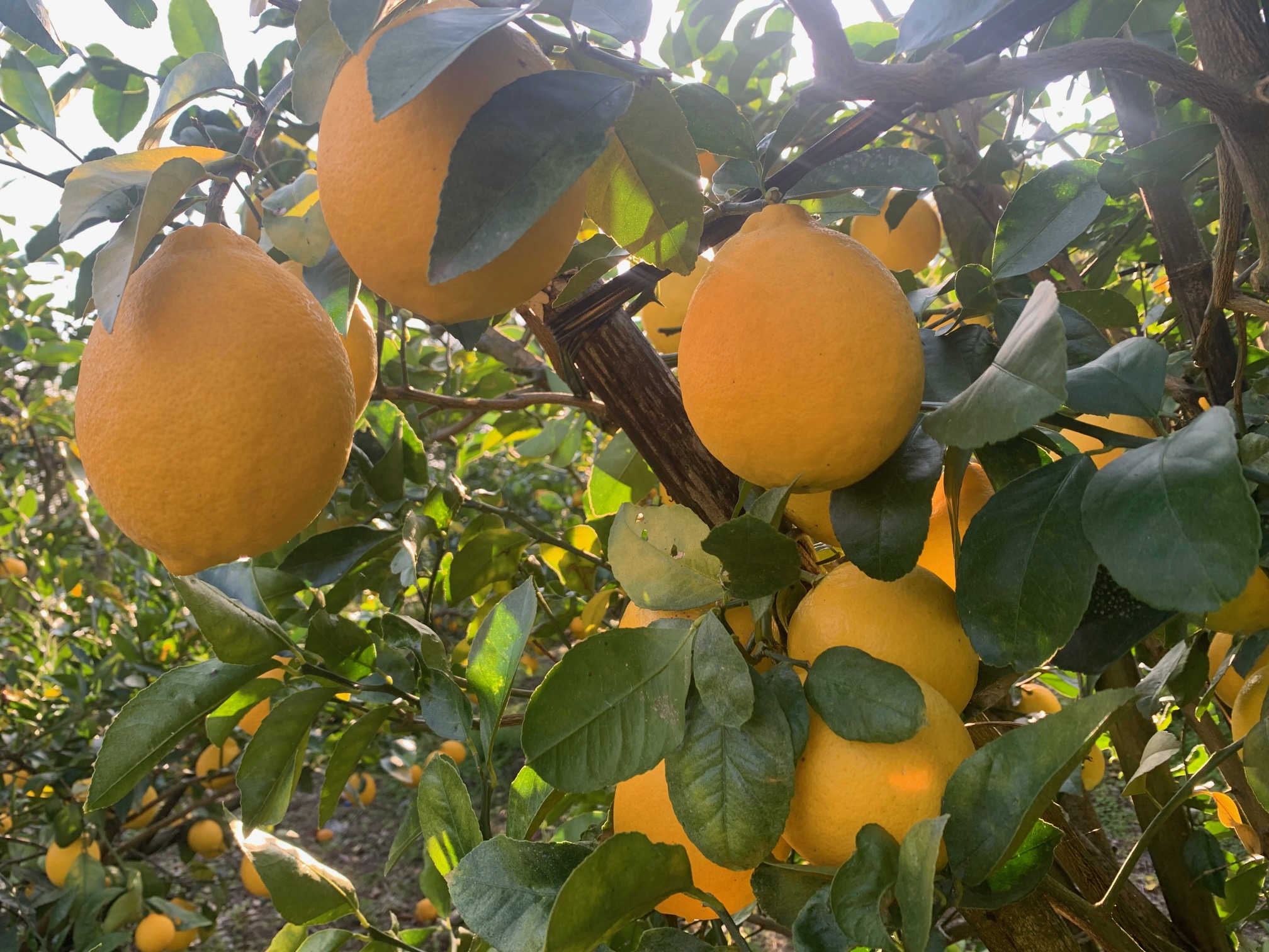 陽光に輝くレモン