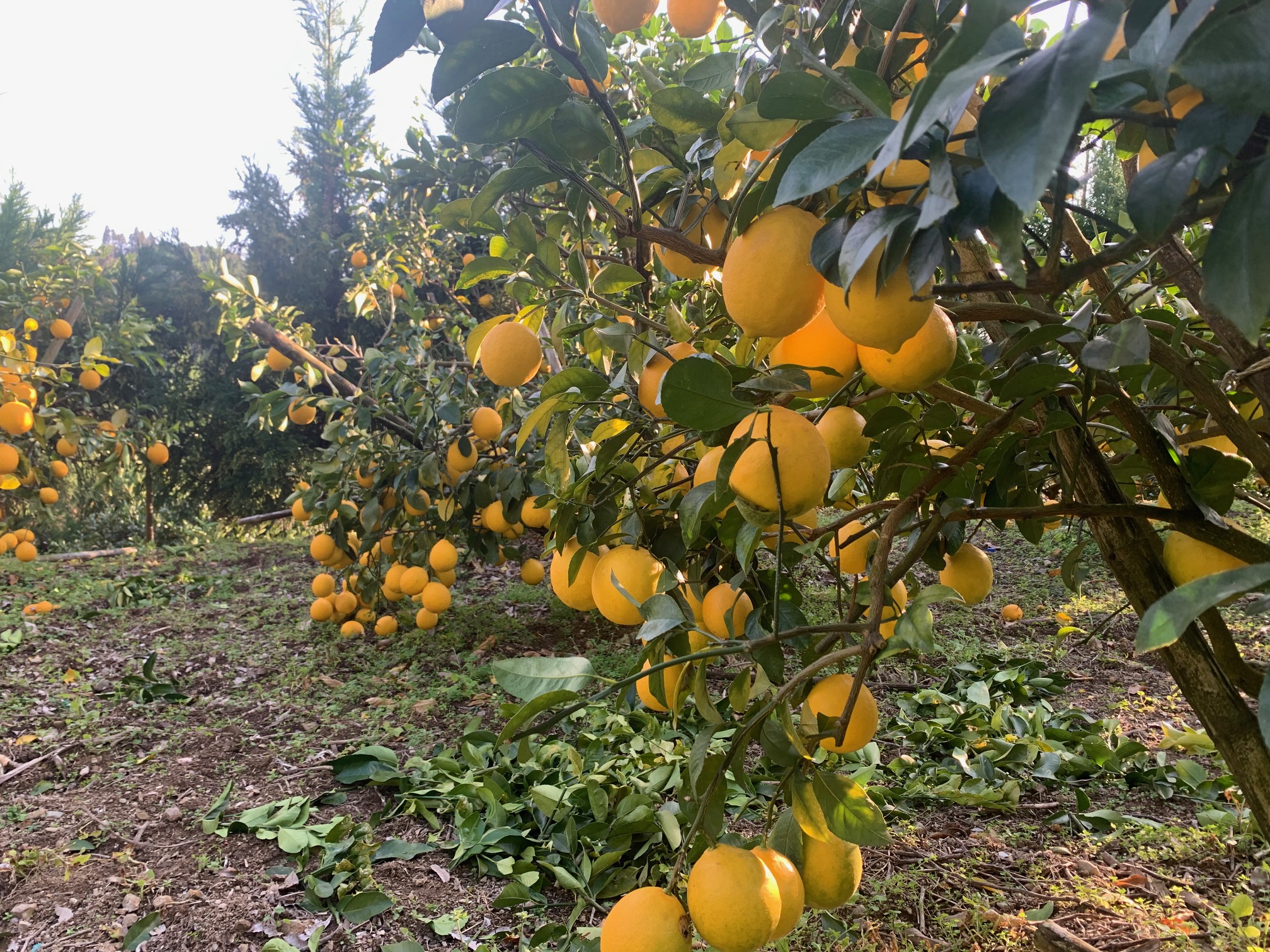 日南レモン園地の風景