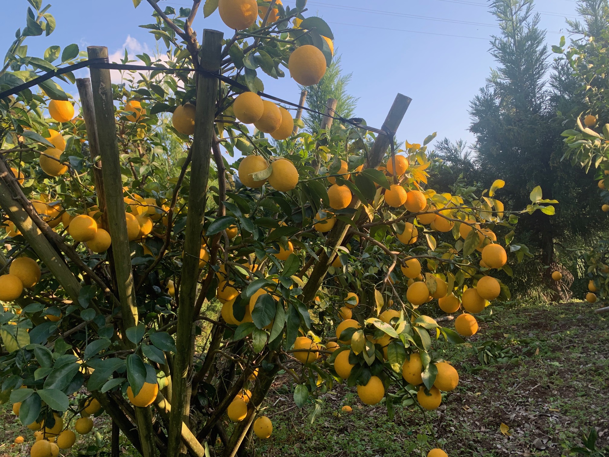 青空とレモンの木